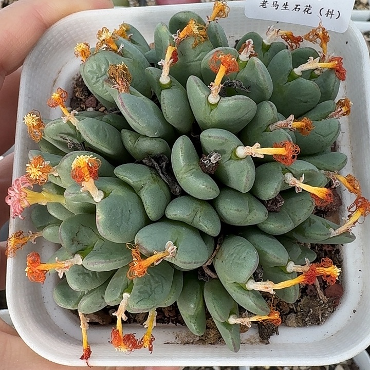 老马生石花少将1837