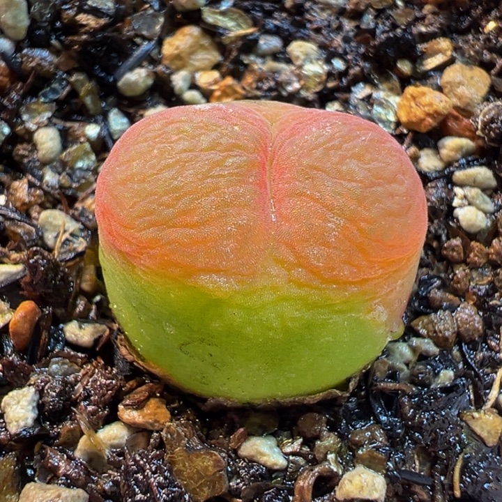 852多肉植物种类多样