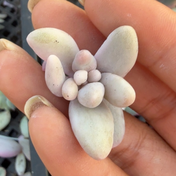 汤圆锦 无根腹轮锦 