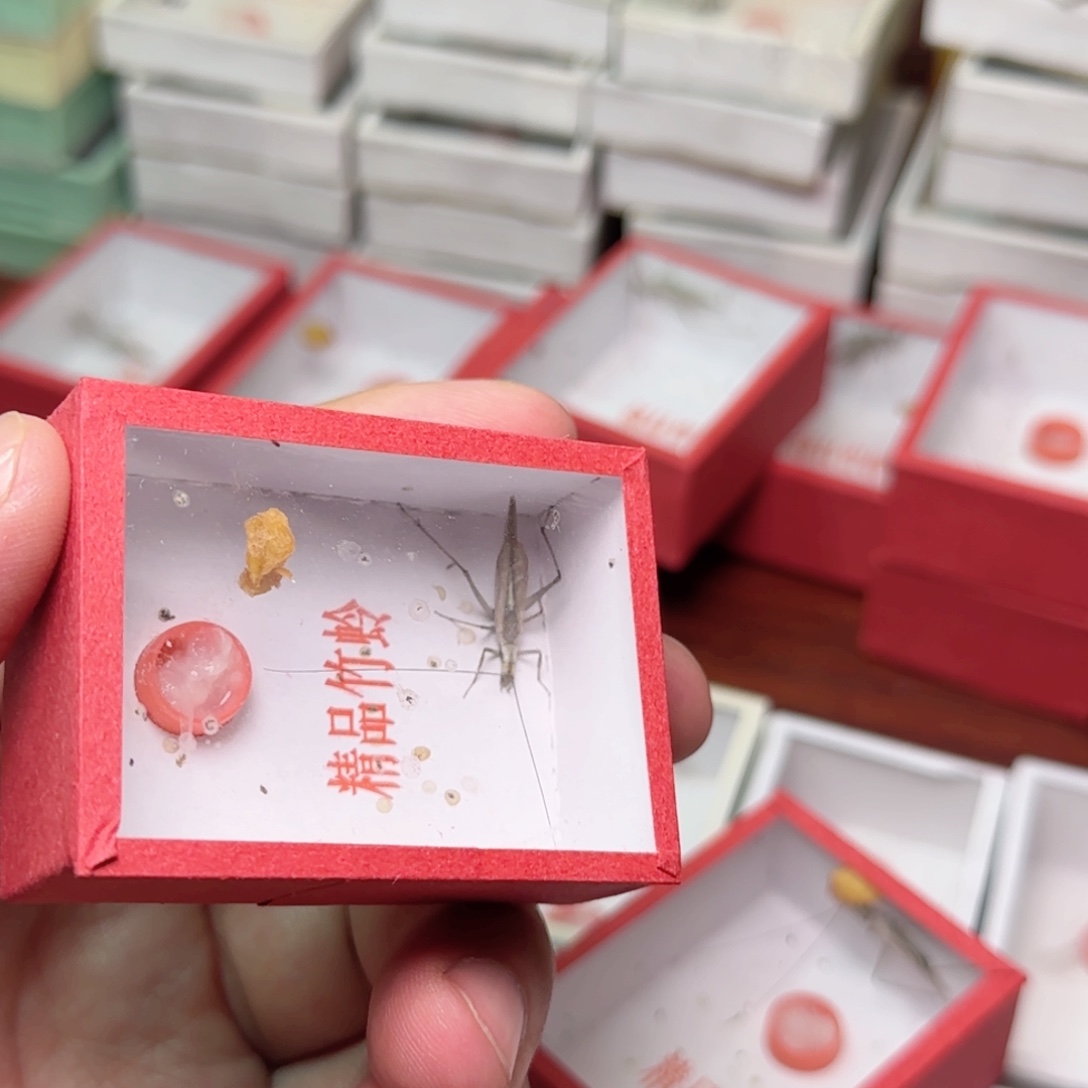 黑紫竹蛉1只       