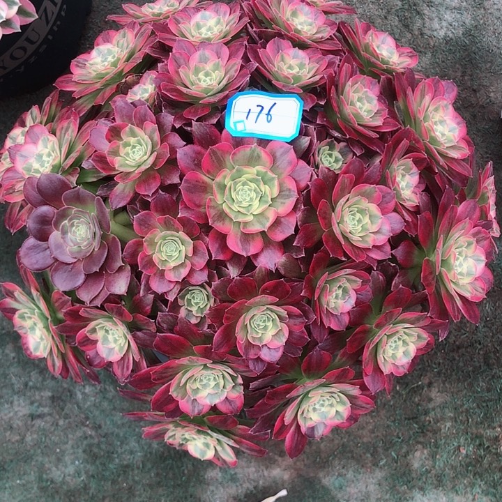 176安娜多肉法师