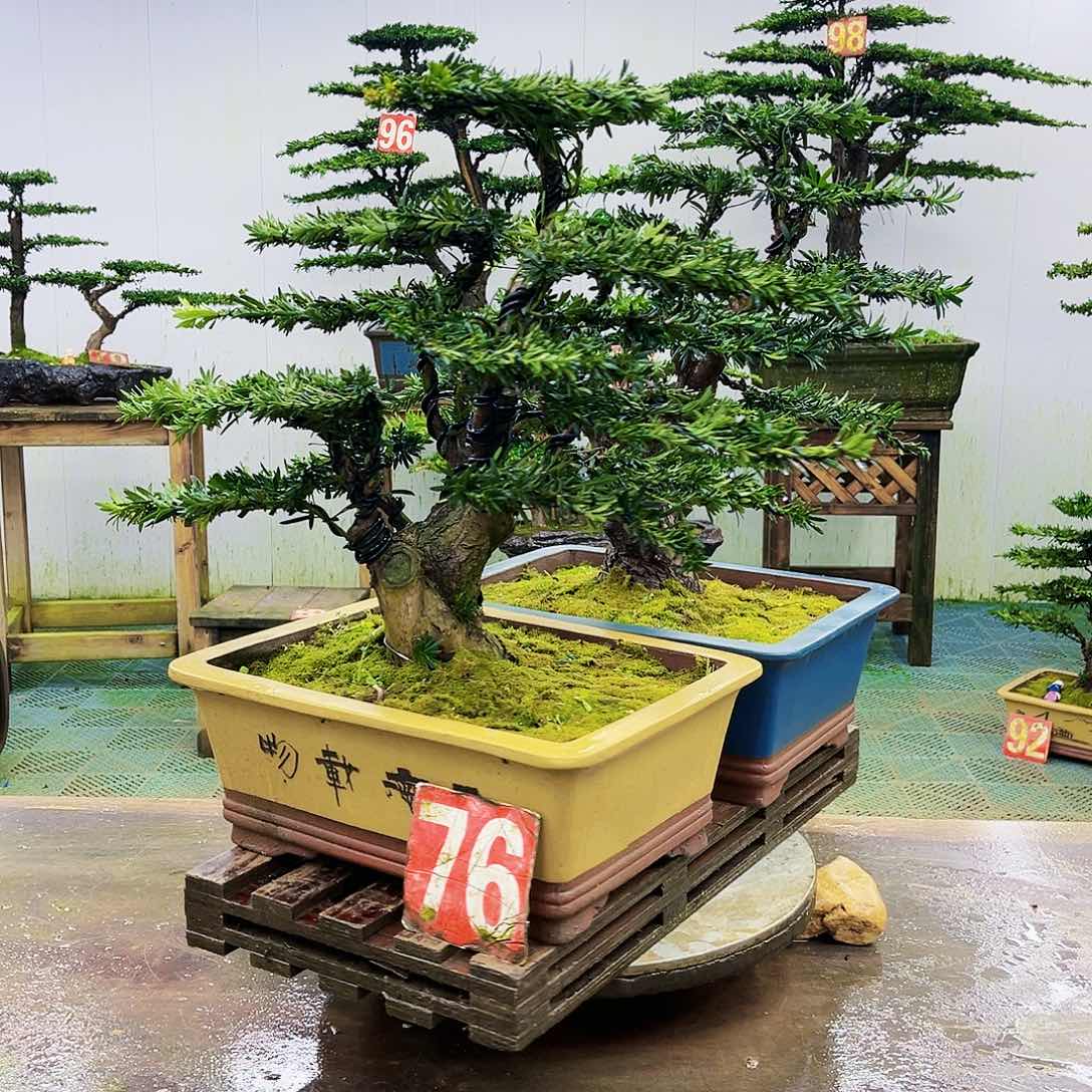 完全开放罗汉松盆景艺术