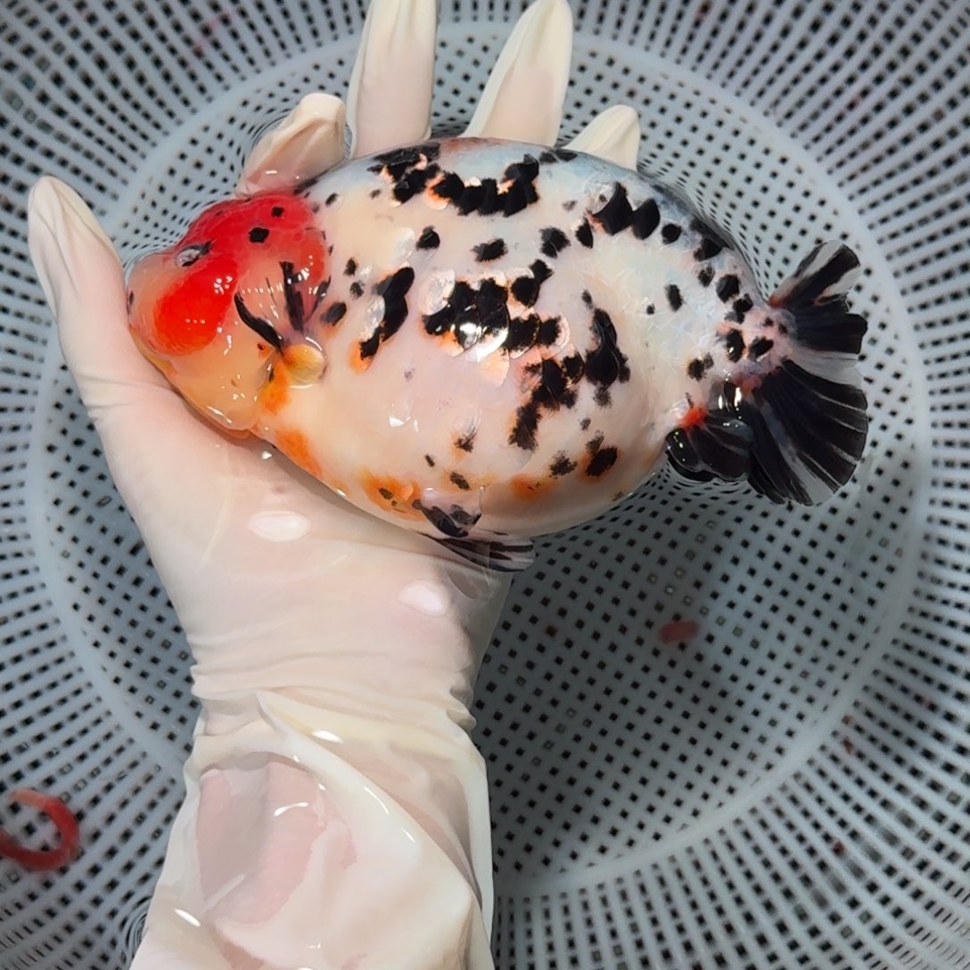 金鱼大种兰寿兰寿