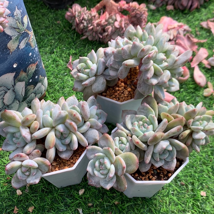 多肉植物叶插星影朵朵一组