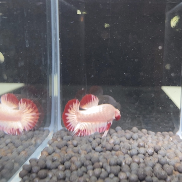 斗鱼泰国斗鱼71号