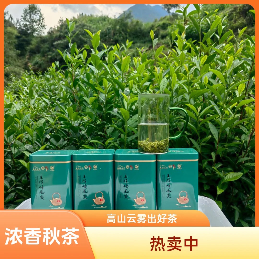 赣南五指峰秋茶毛尖