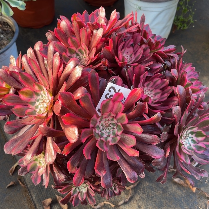 瑞妈，，。。？？？？762黑铜壶白，