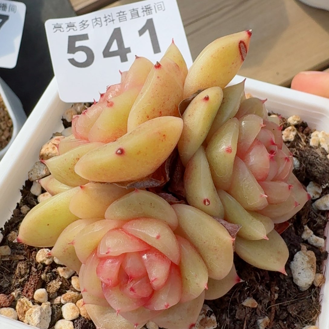 玉芷珍妮群生         精品多肉