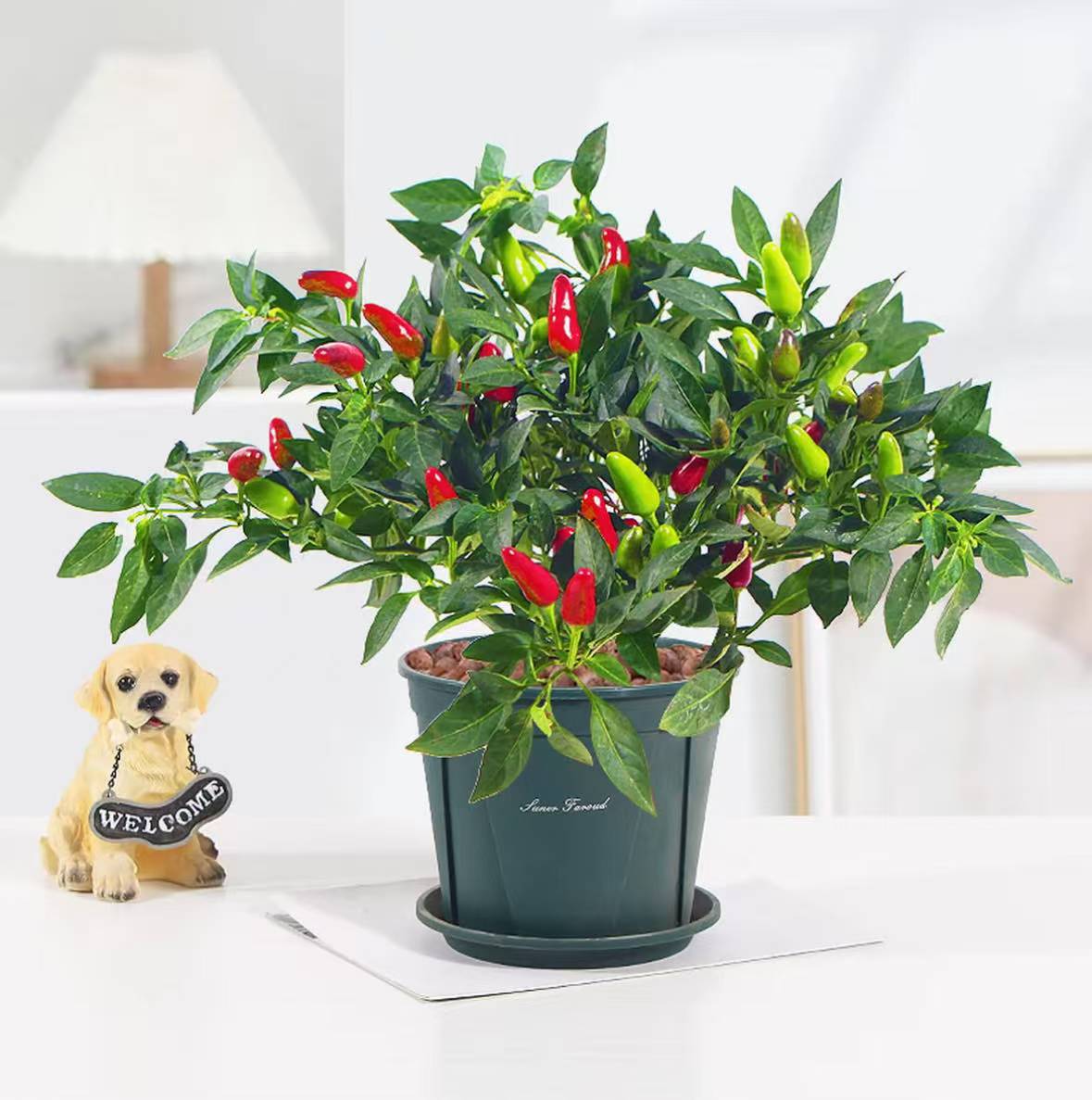 【苗场促销】朝天椒小米椒盘苹果椒阳台庭院【可食用】观赏