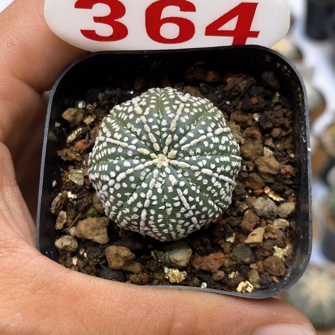 364奇迹福利特价咯哦