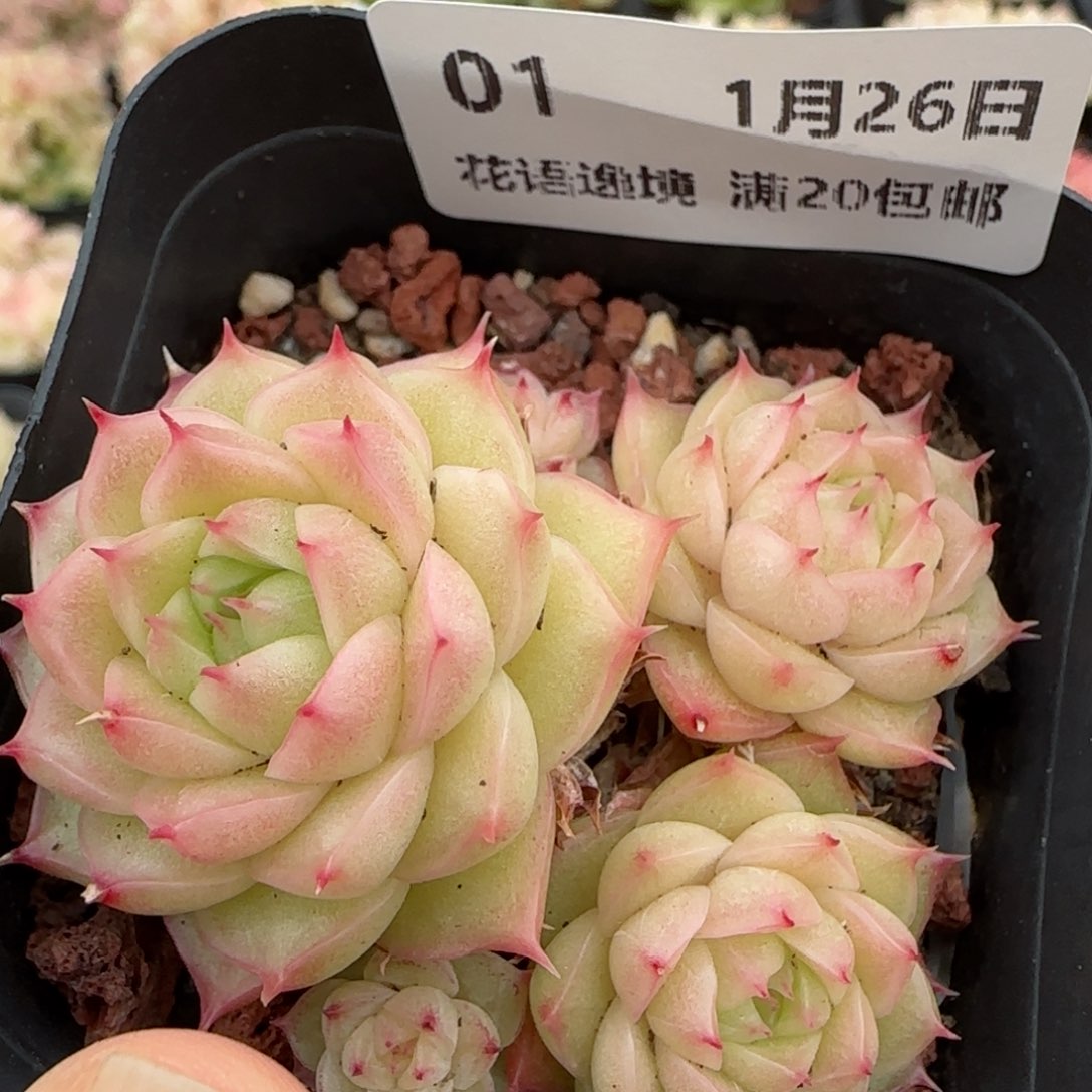 花语逸镜0126-01
