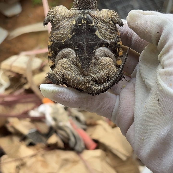 绿毛龟母111111111