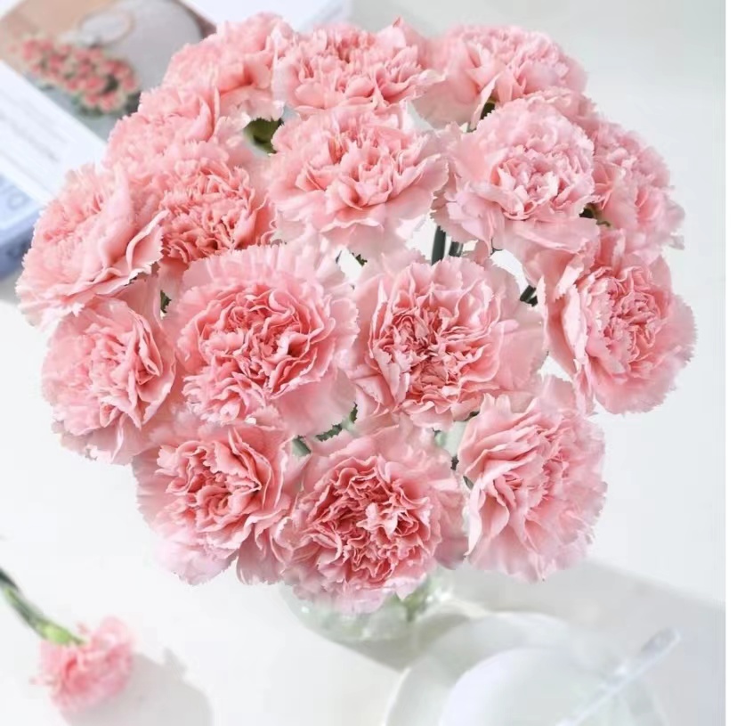 【 30支 粉色康乃馨 】鲜花插花云南鲜花 家居水养插花