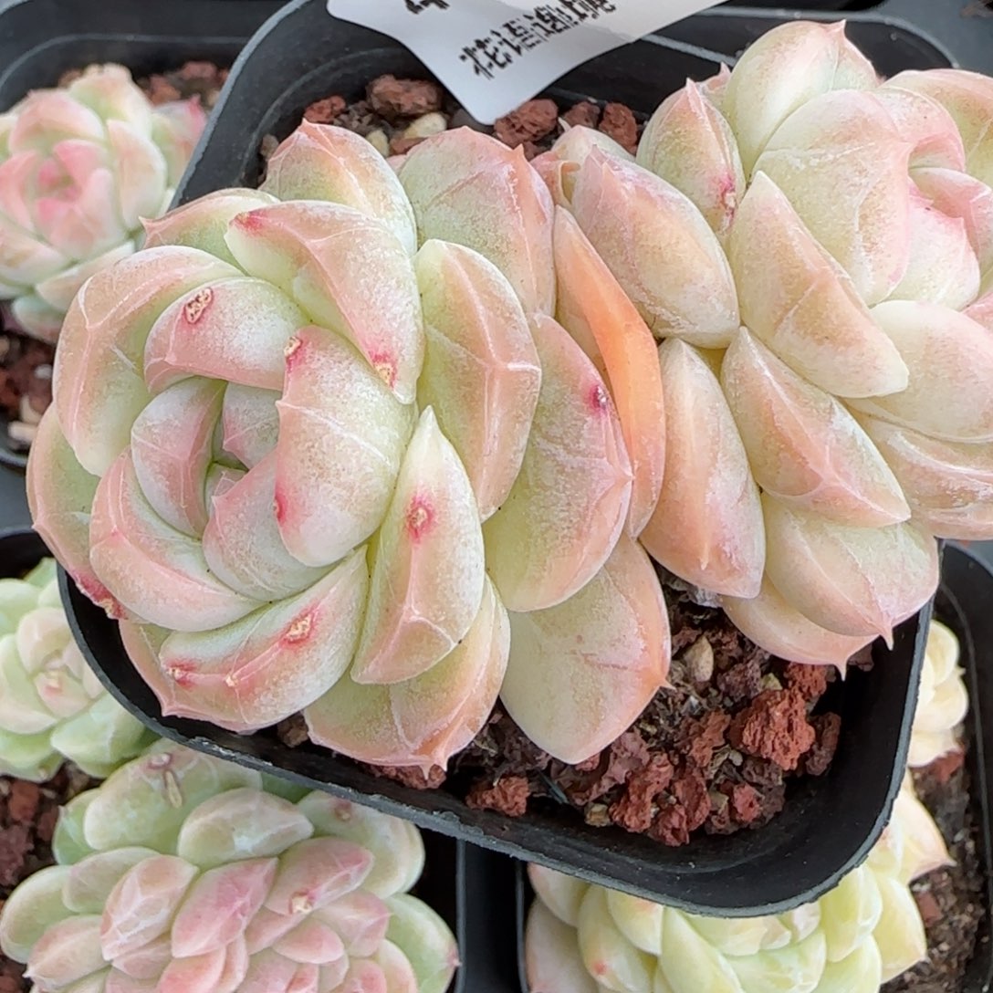 花语逸境0223-413