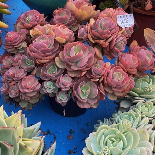 z**i秀妍14035多肉