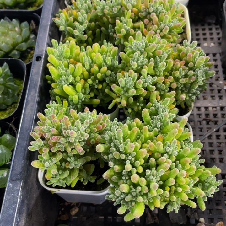 满盆冰晶枝干带盆土发