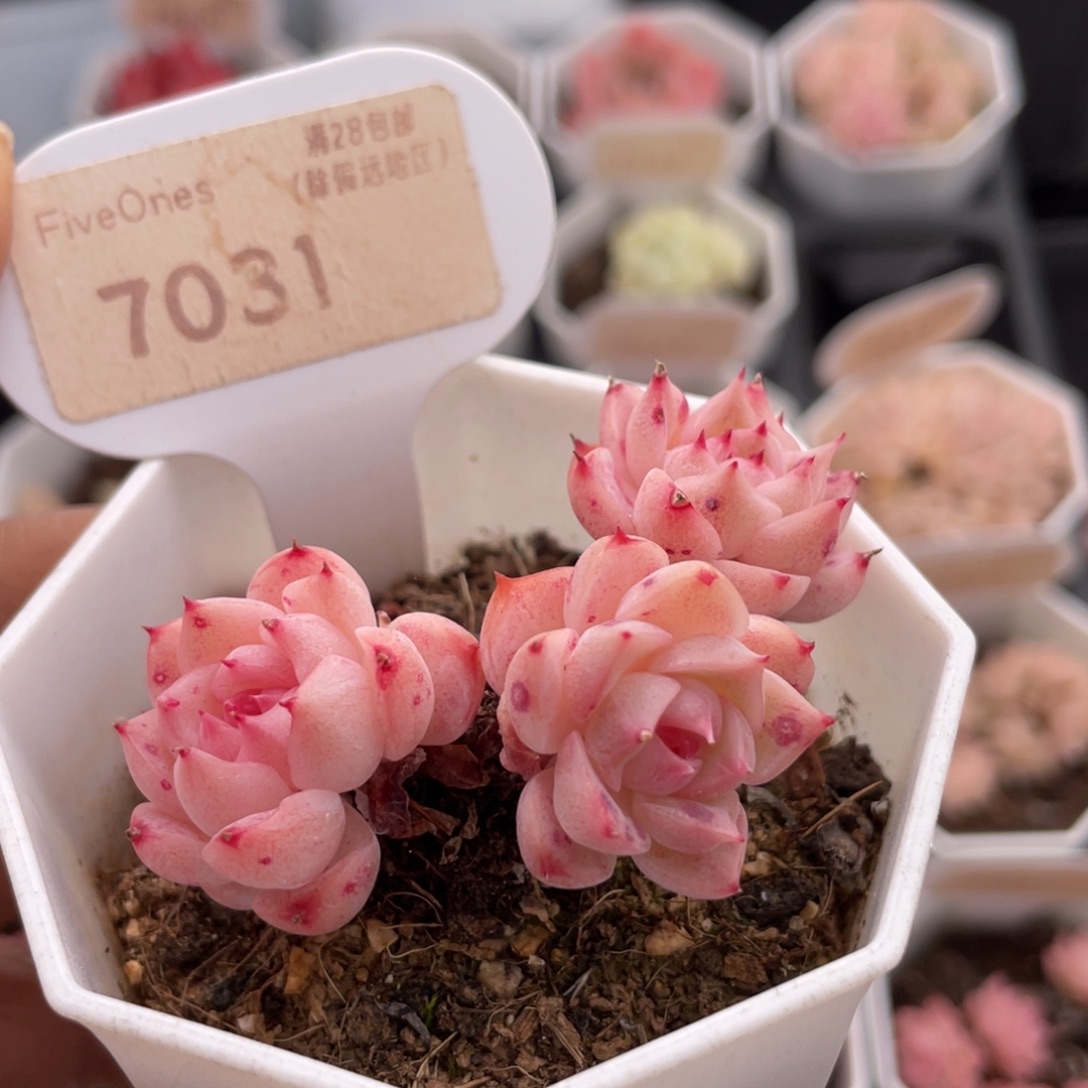 天鹅绒7031-6.0厘米