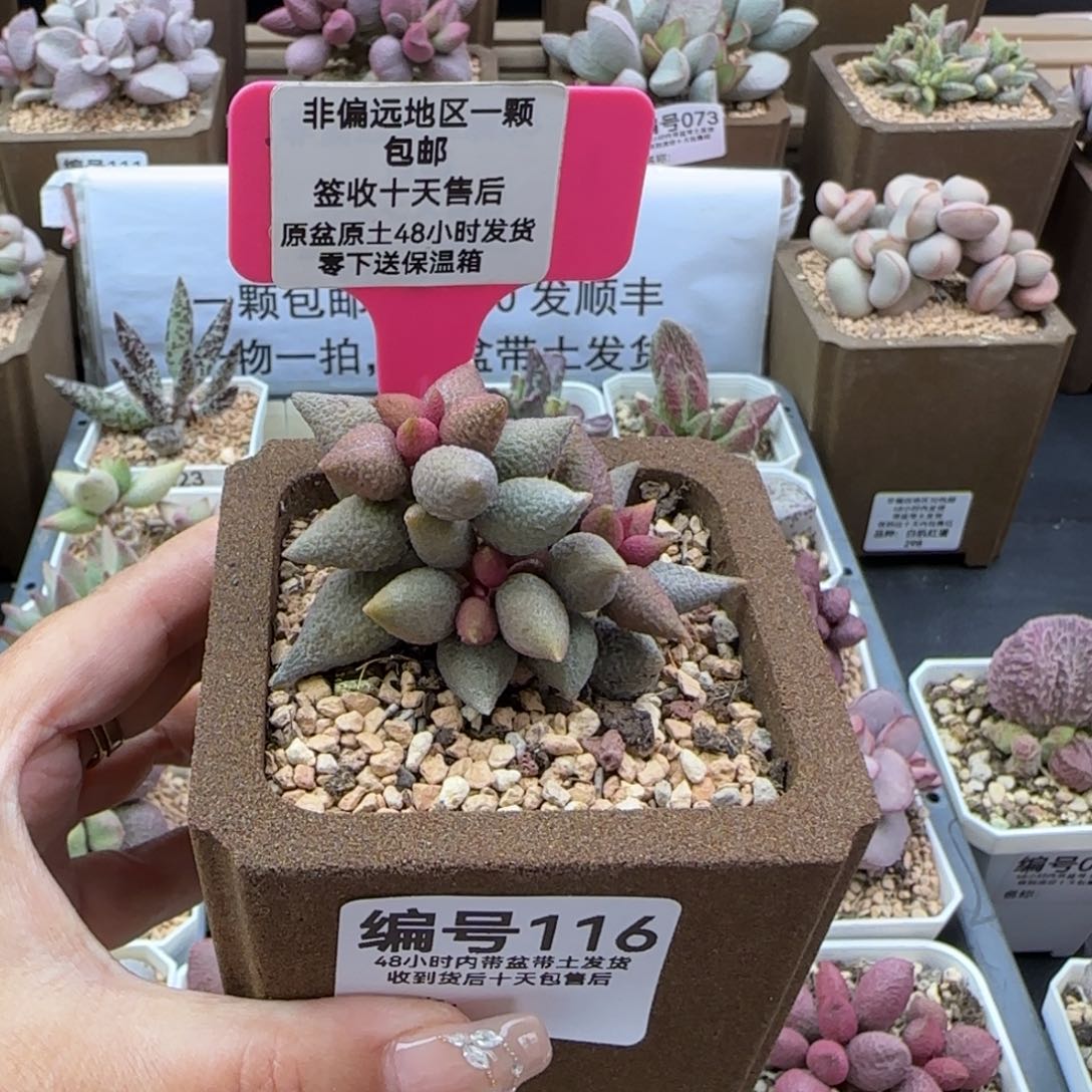 116小辣椒多肉植物