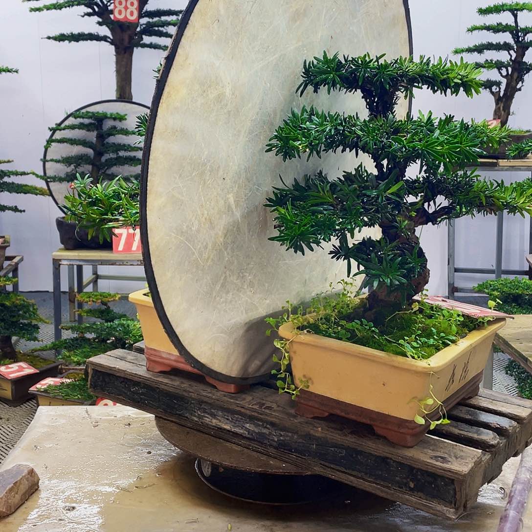 无花朵森**9罗汉松米叶