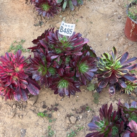 485安娜不包断枝