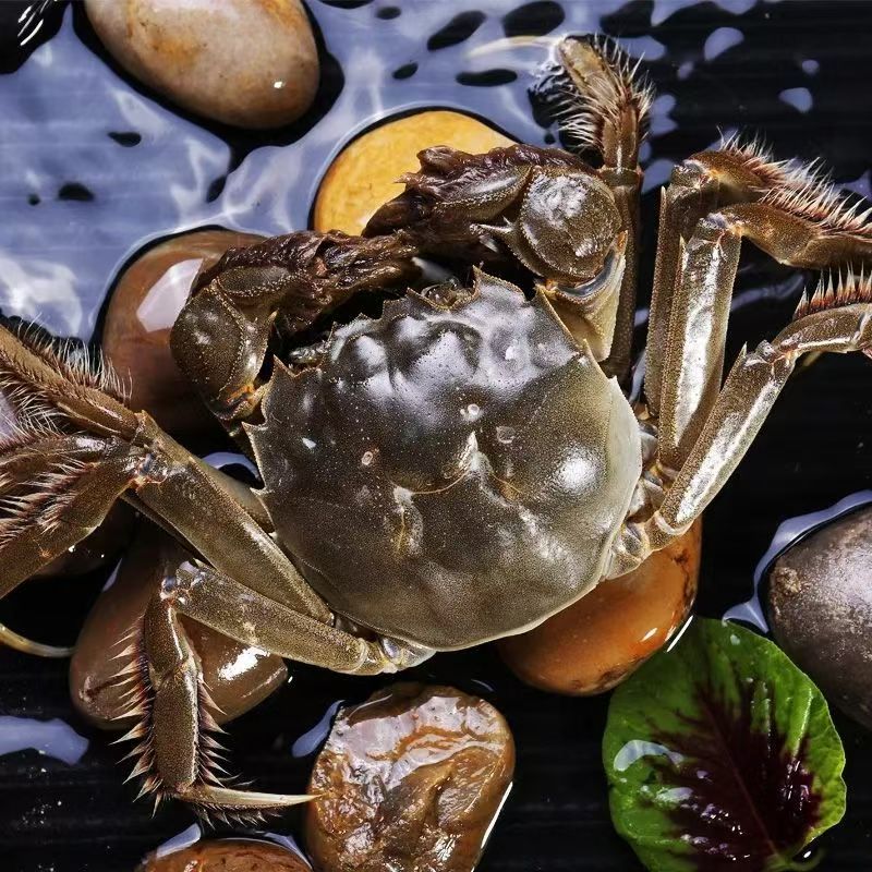 【活蟹】江苏精品大闸蟹母蟹/规格4.7-5两/只-包活到家-一只装