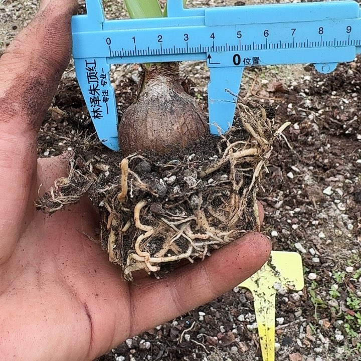 粉香槟朱顶红一棵  