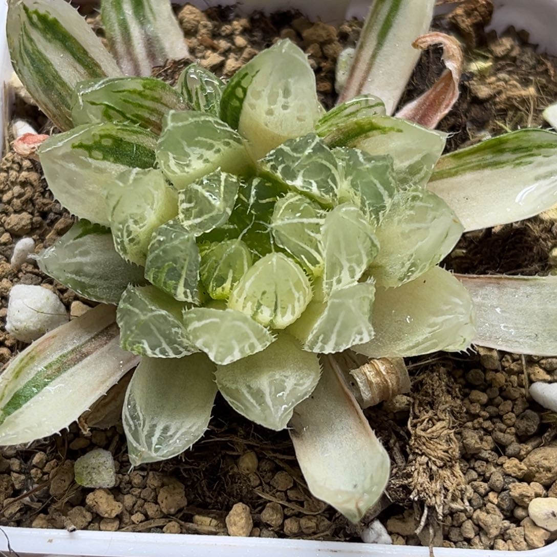 34糊斑花蝴蝶玉露锦带仔福利专场