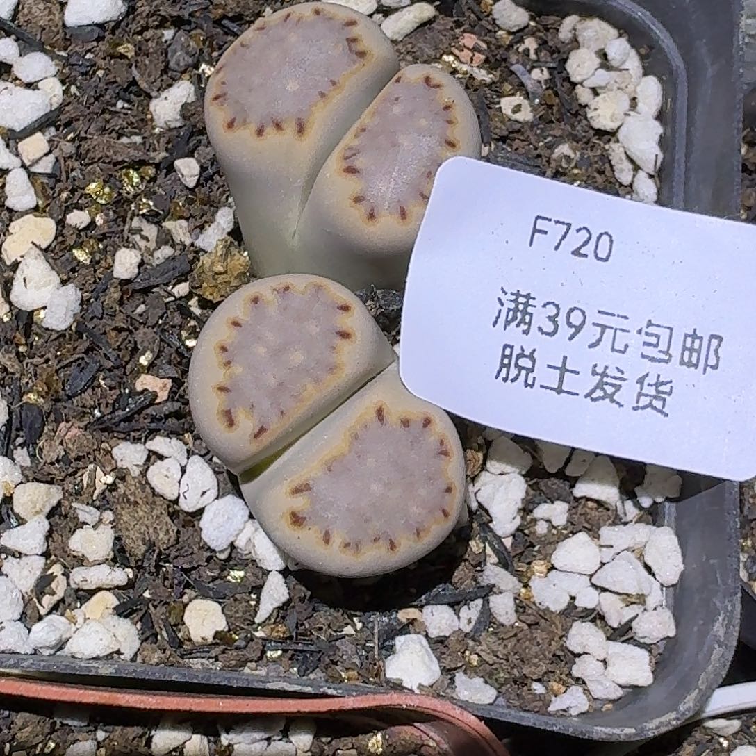 720多肉哈哈哈哈哈