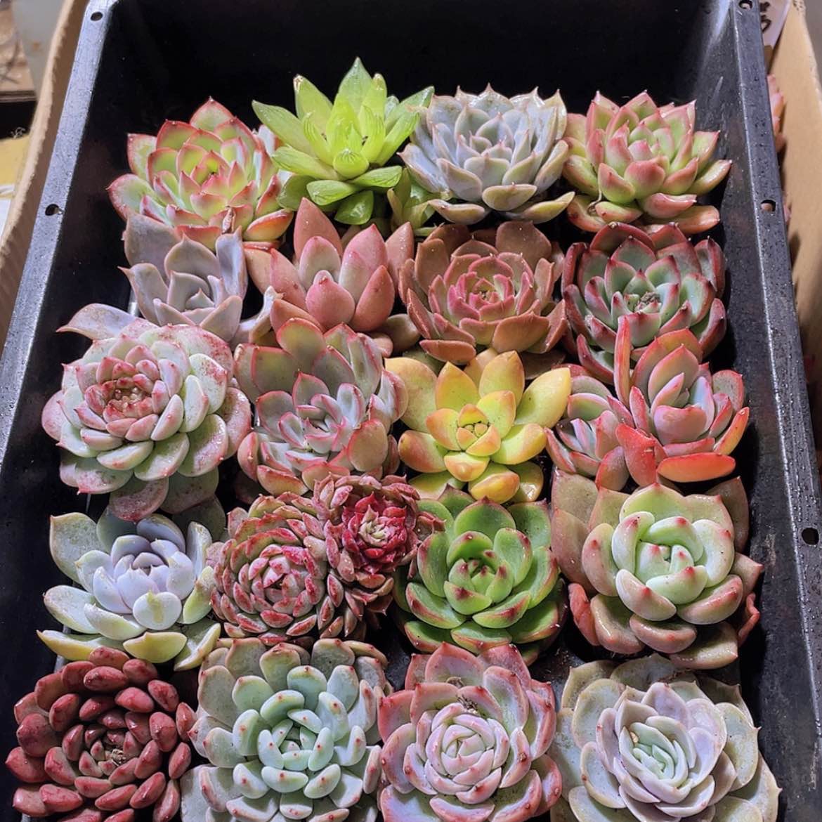 【闪购商品】20颗-3