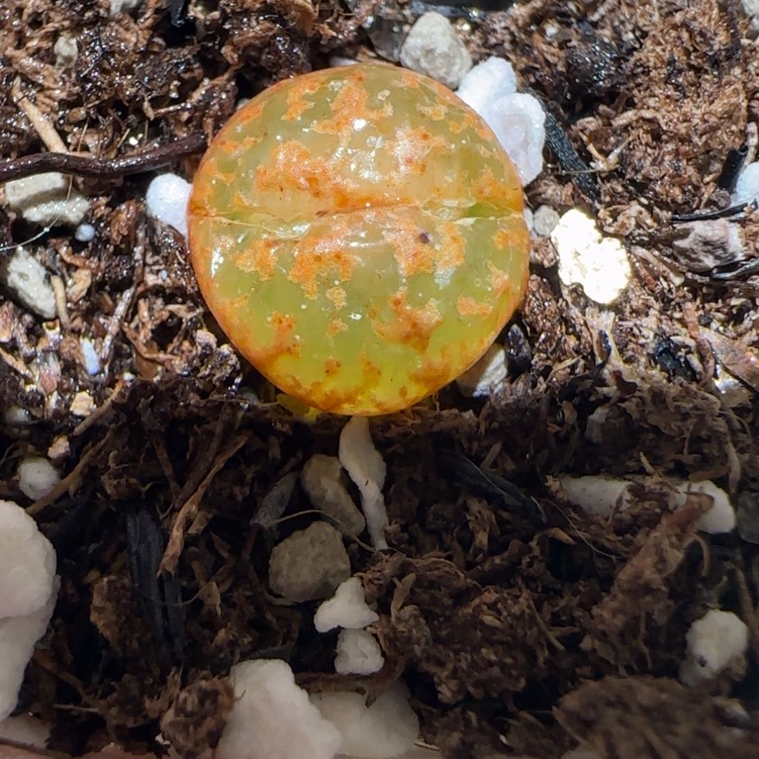 肉锥多肉植物百科-ap正红色酒红勋章1025