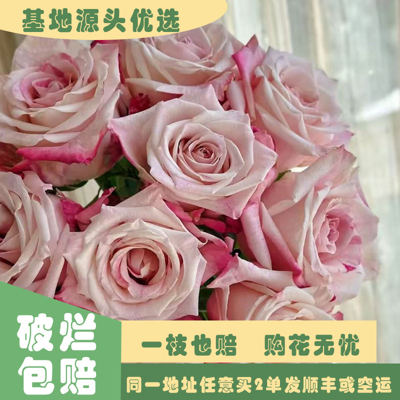 【基地源头优选】朝瑶玫瑰     任意两单发顺丰或空运