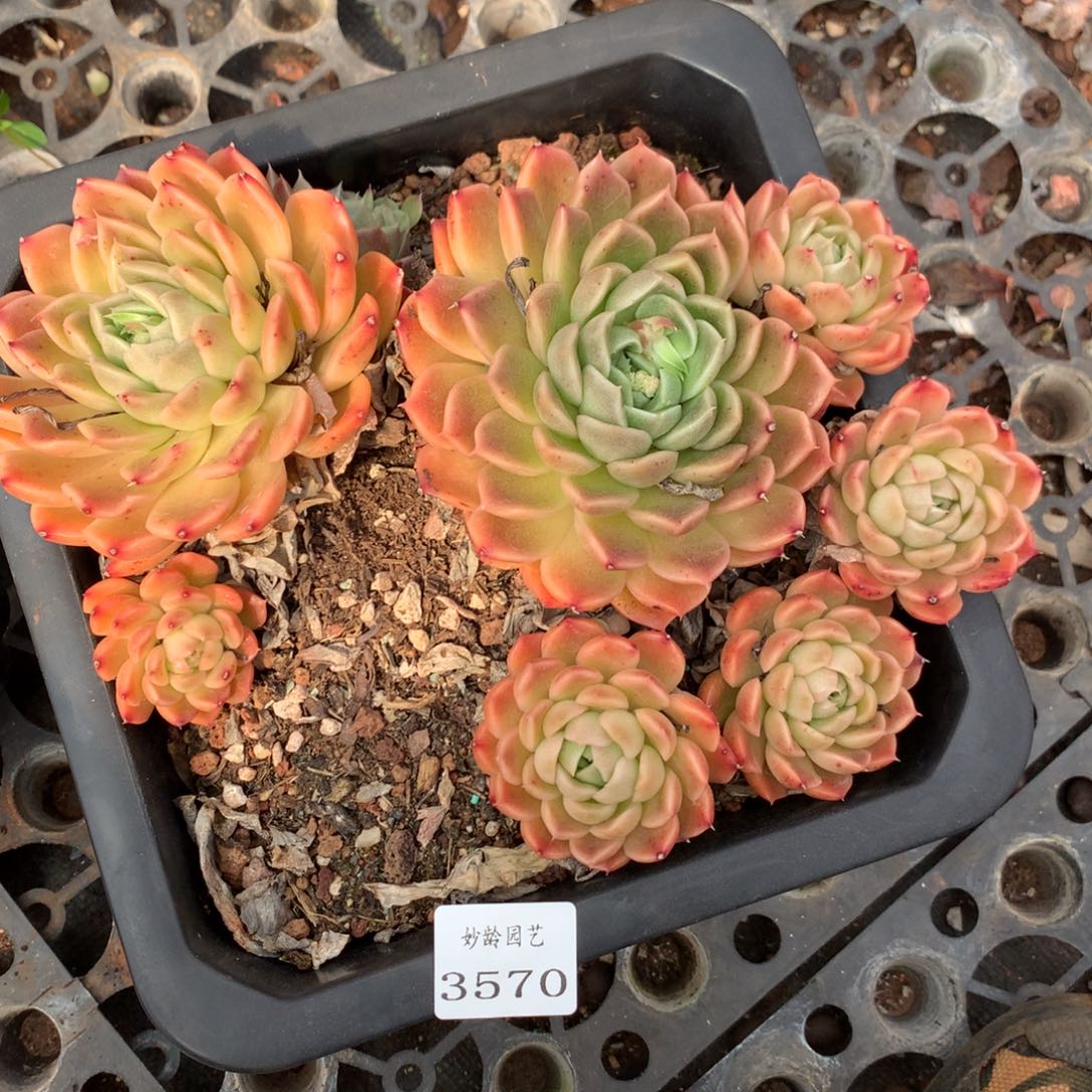 3570杂交精品基地22厘米