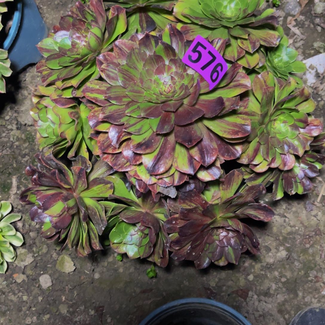 花月夜法师26///////22包邮