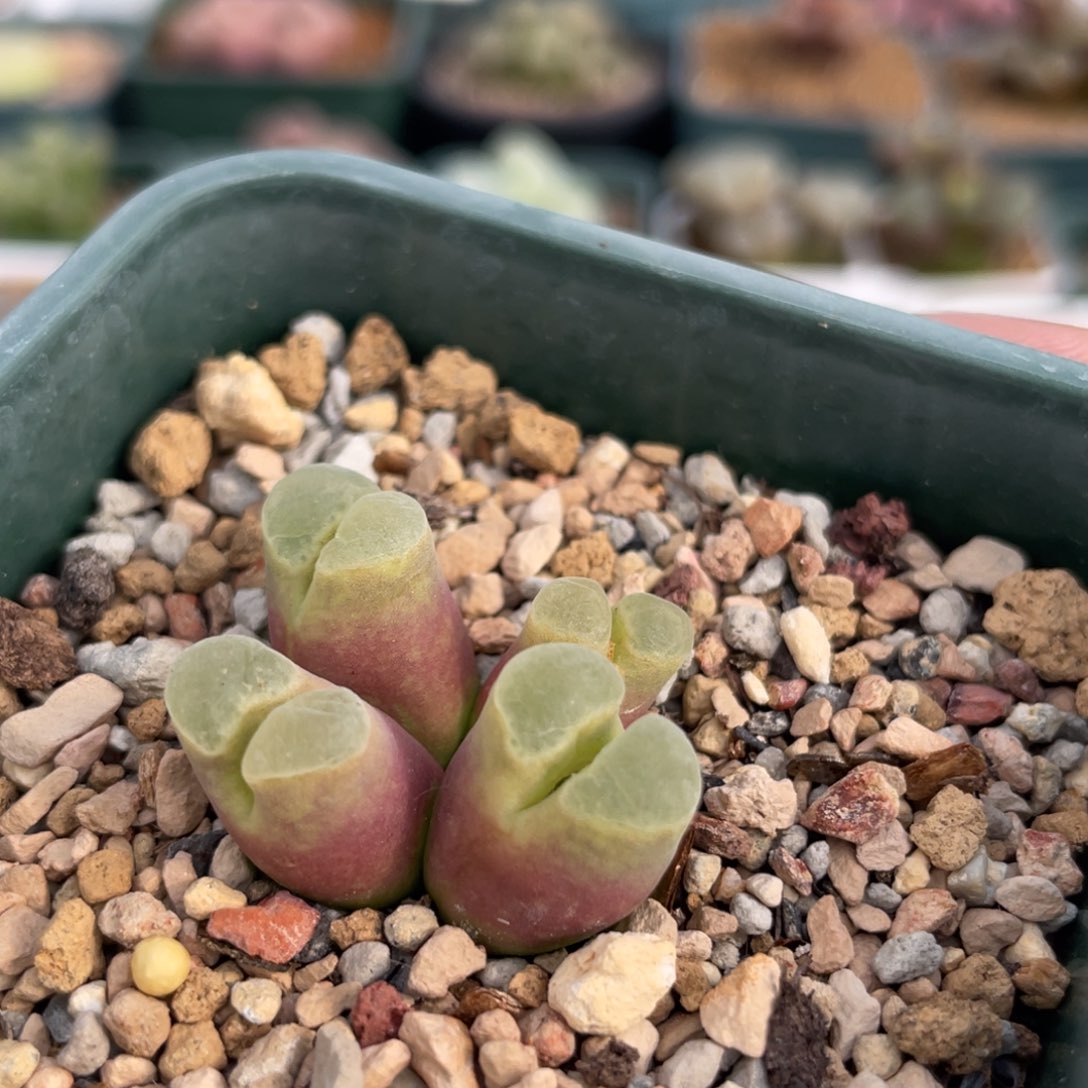 骚粉风铃植物一物一拍