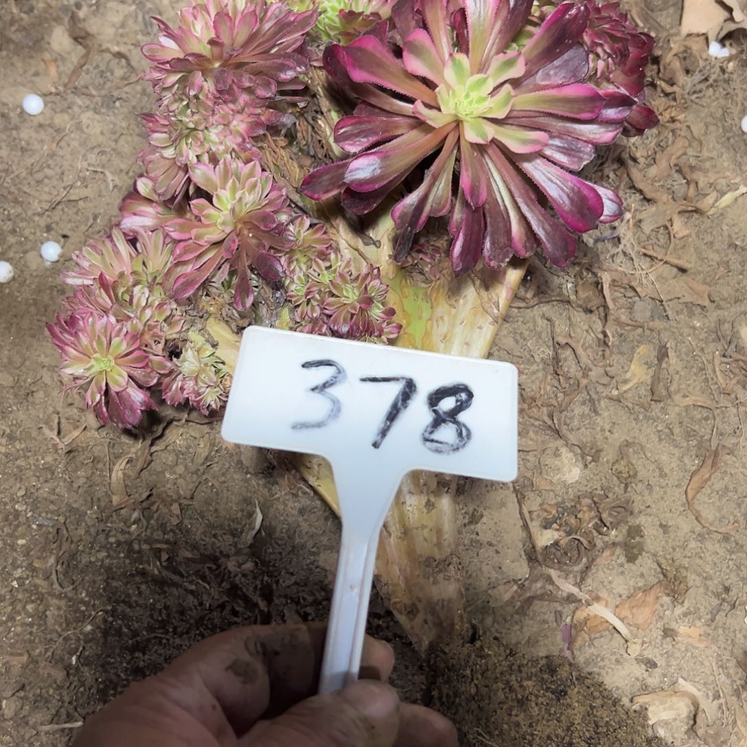 爱***正多肉植物红铜白缀花378