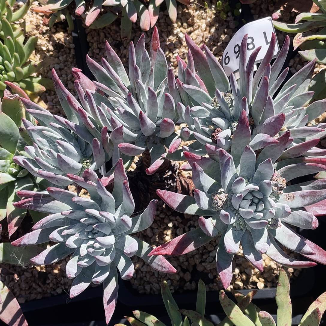 刘丹杂海瑟老桩1869