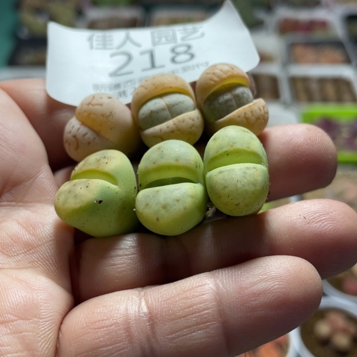 佳人园艺上福利啦大白绿神滴218