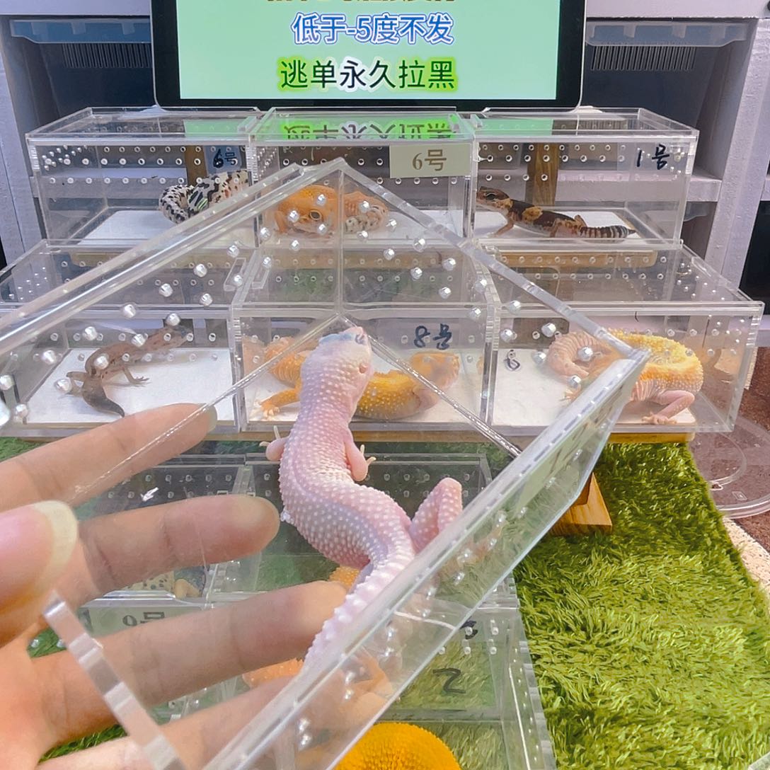 豹纹守宫守宫可爱好看迷人