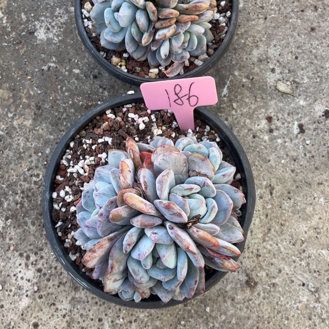 186号星影石化两点