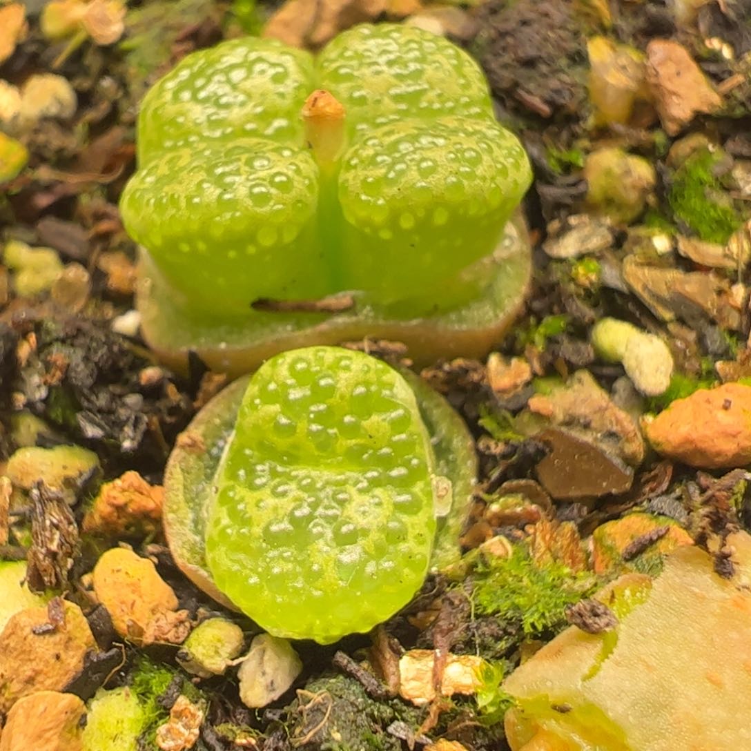 泡泡勋章多肉植物