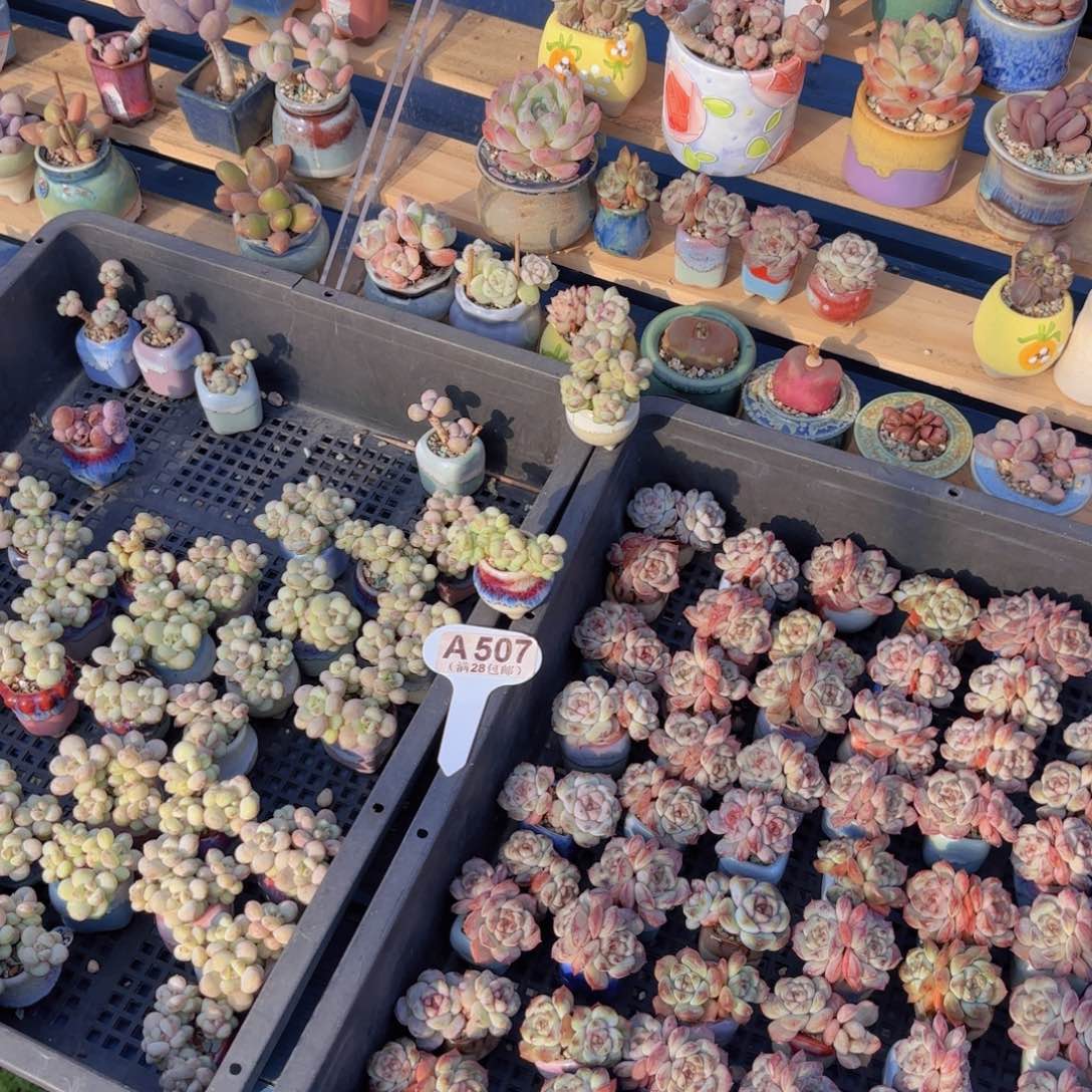 飞***猪十个盆一物一拍11111