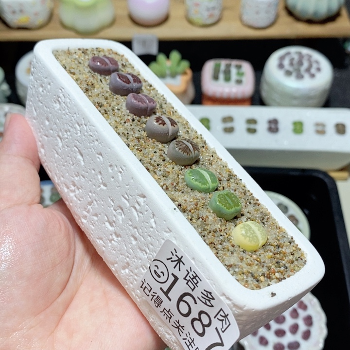 精美盆栽 一物一拍 1687