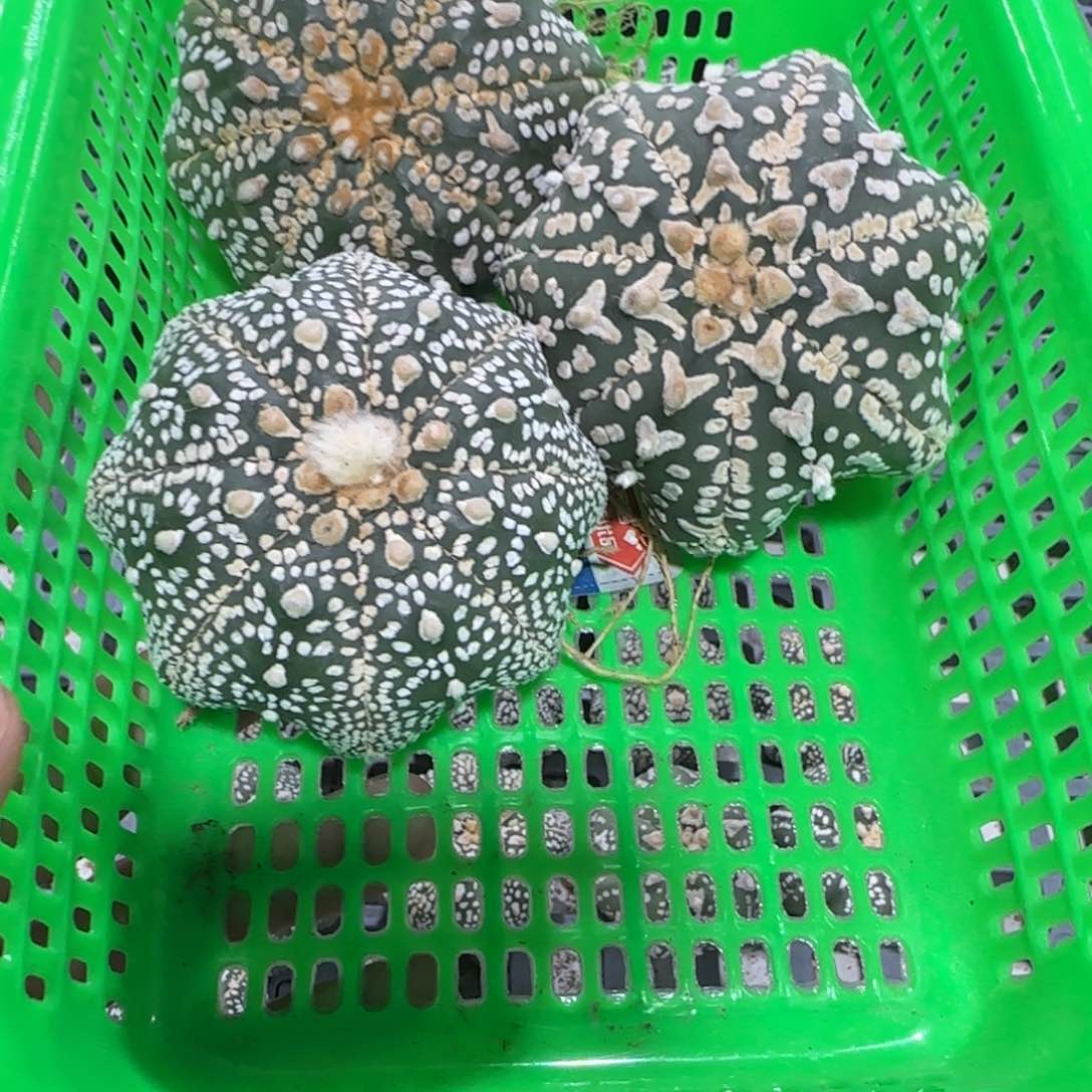 无花朵第三组3个福利海星
