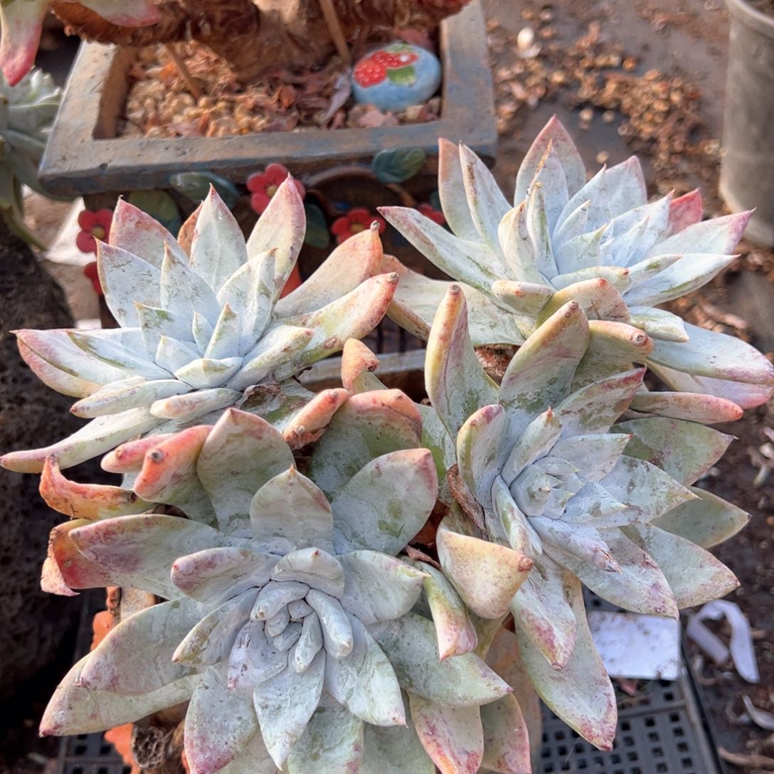 四头大叶牡丹群生仙女杯