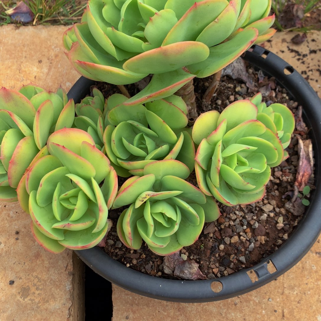 徐***吉碧桃1111111111111111