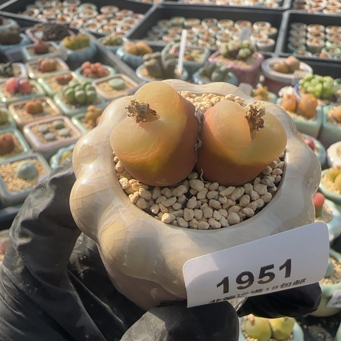 1951一物一拍 带盆