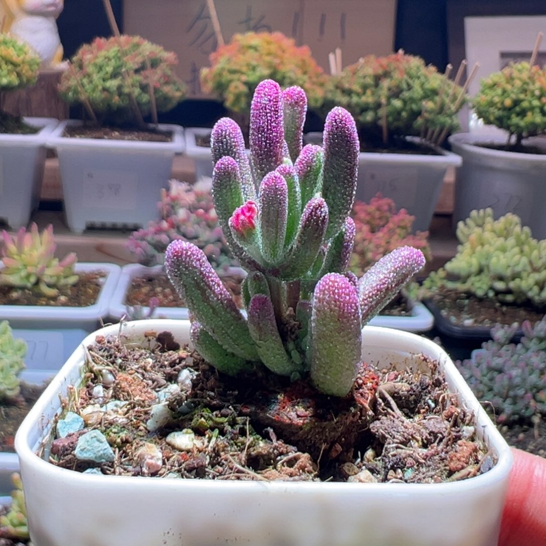 409紫闪光一物一拍包开箱