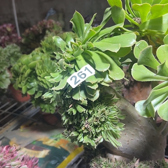 红***星多肉植物一个微瑕妖261