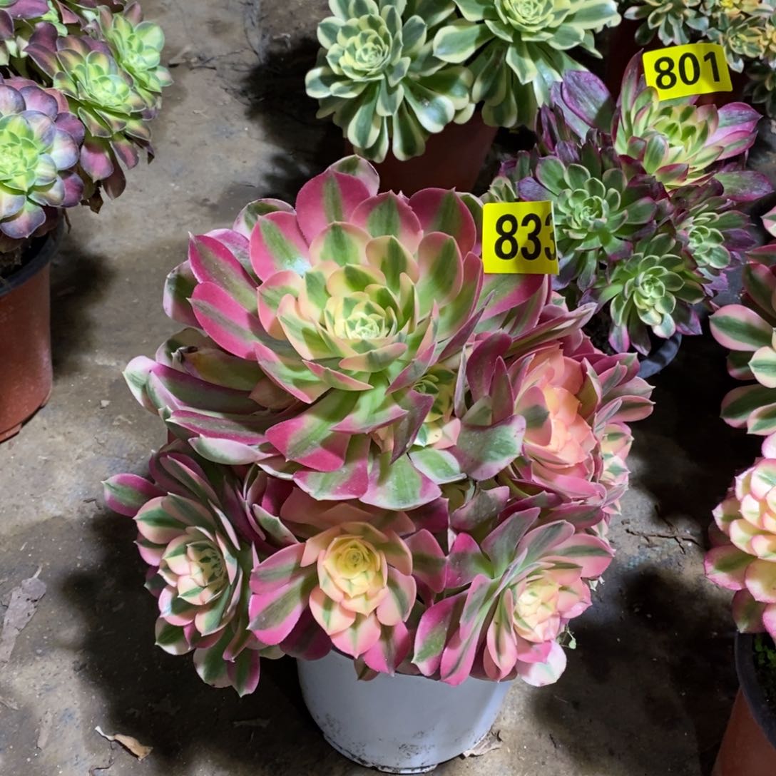 粉女巫多肉法师833