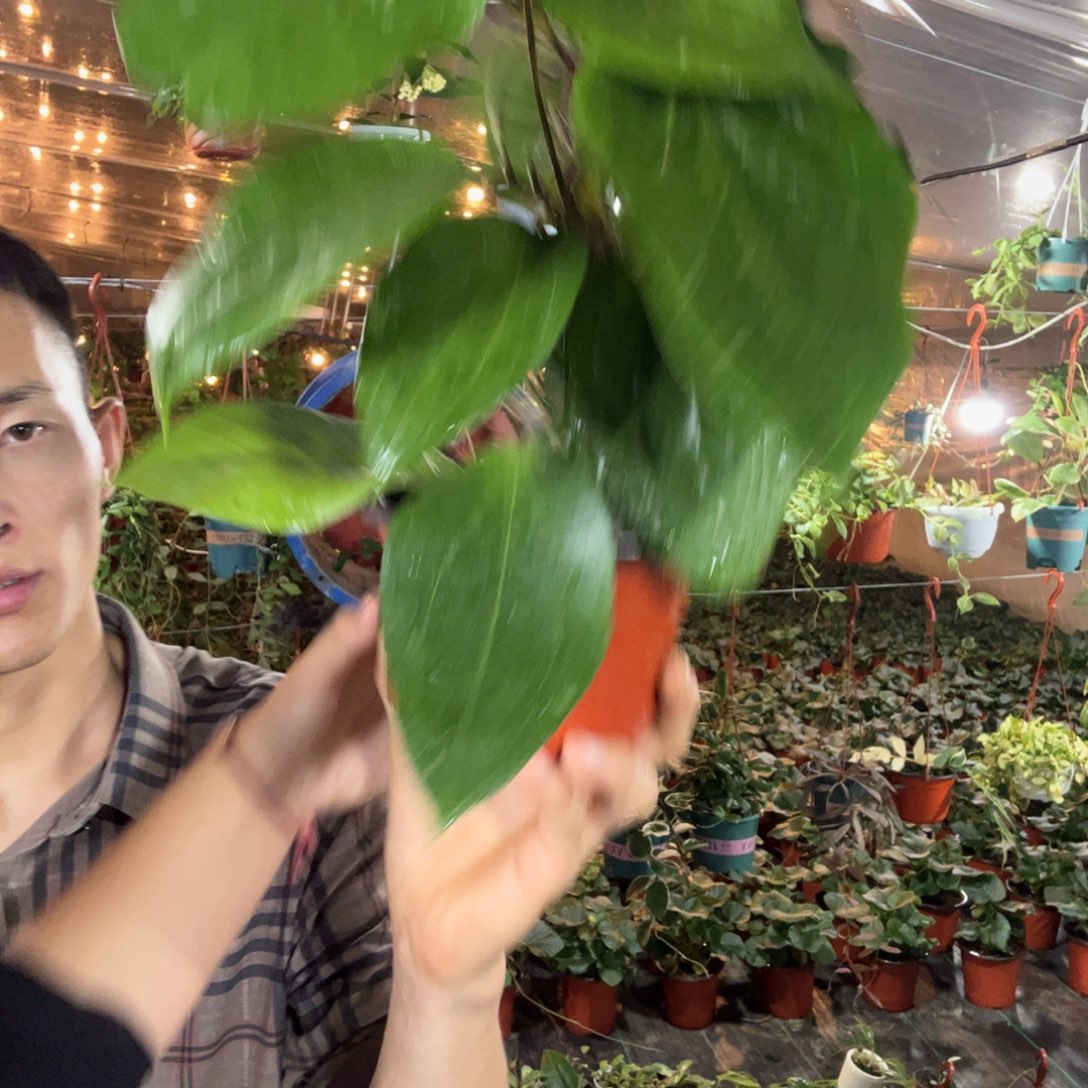 彭****无花朵光叶变种球兰